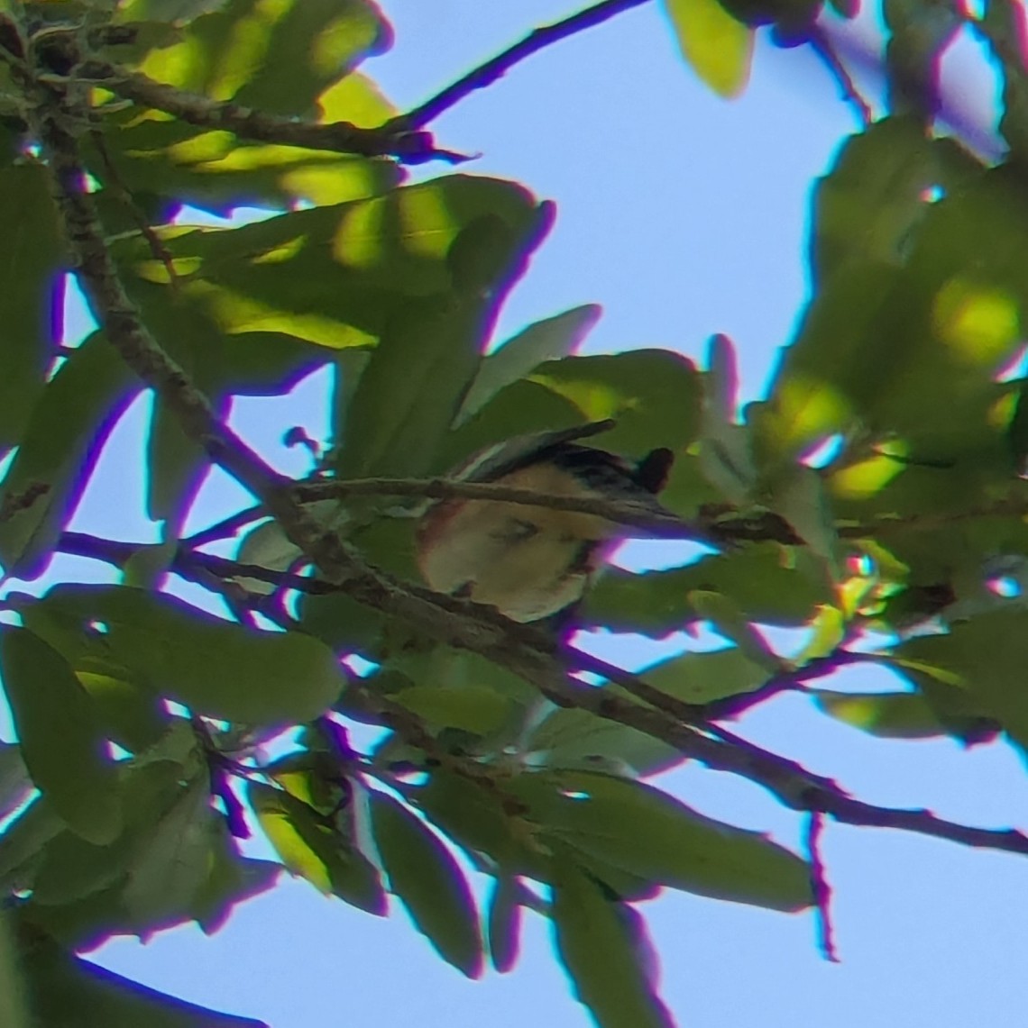 Bay-breasted Warbler - ML658333505