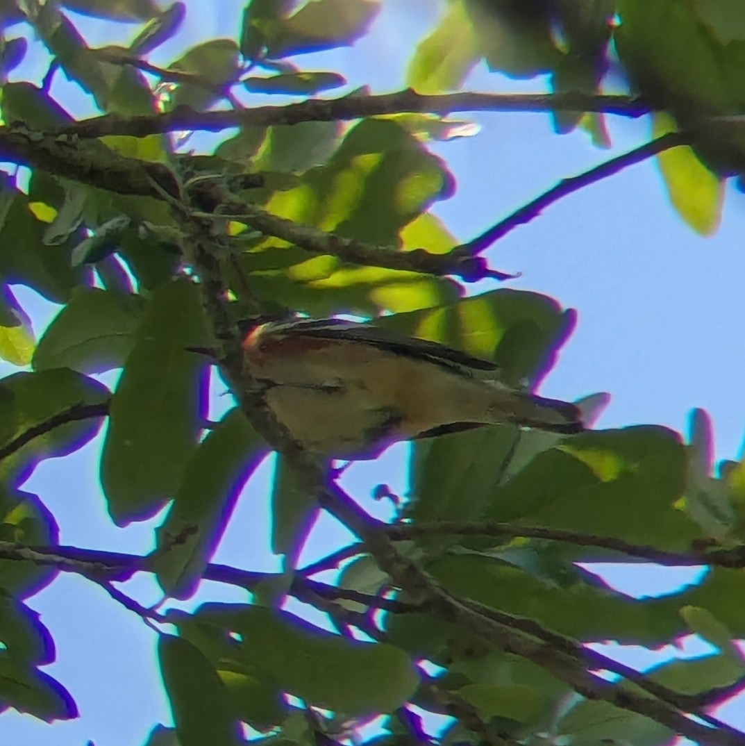 Bay-breasted Warbler - ML658333506