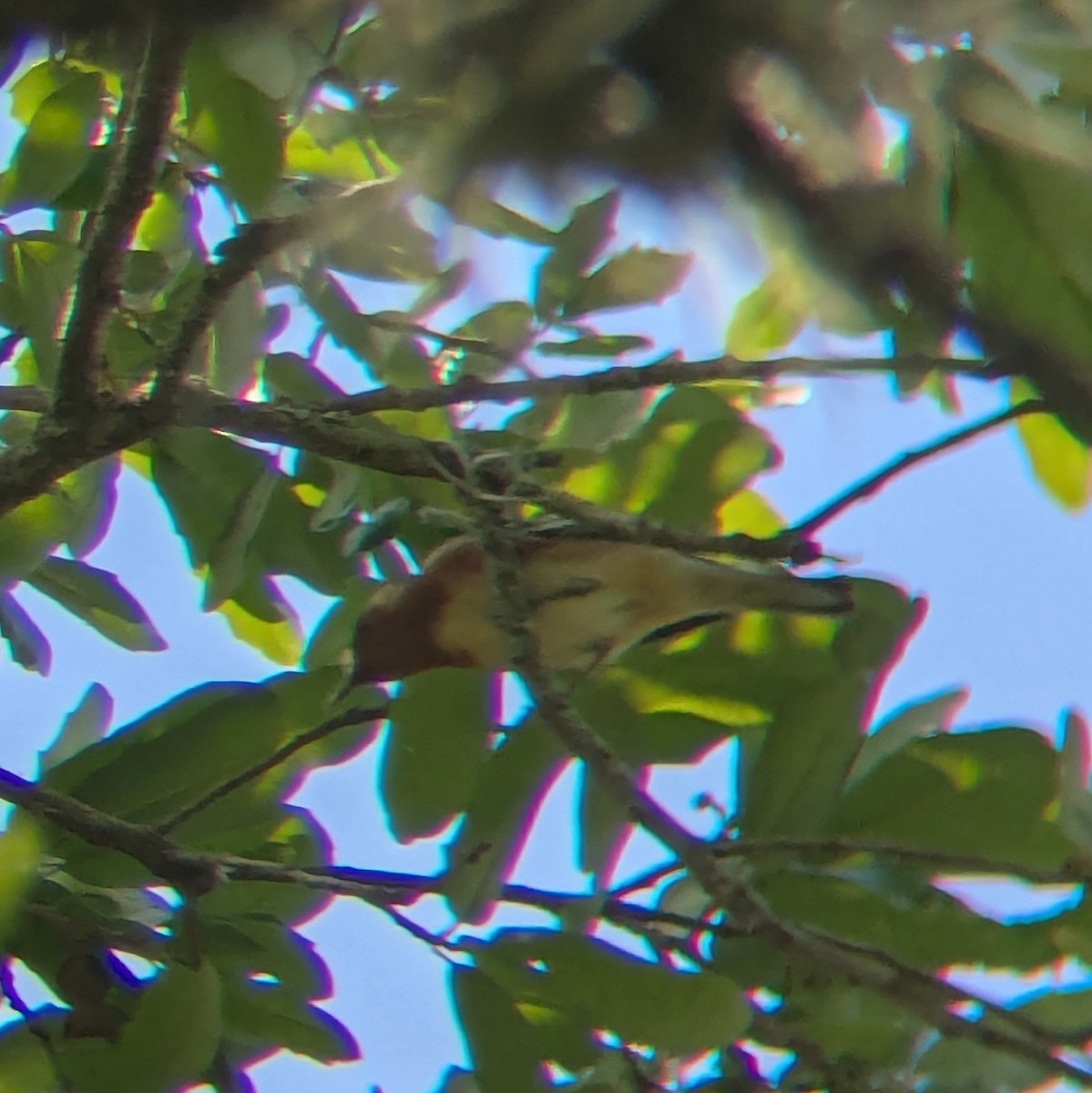 Bay-breasted Warbler - ML658333507