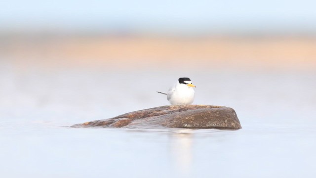 Least Tern - ML658335339