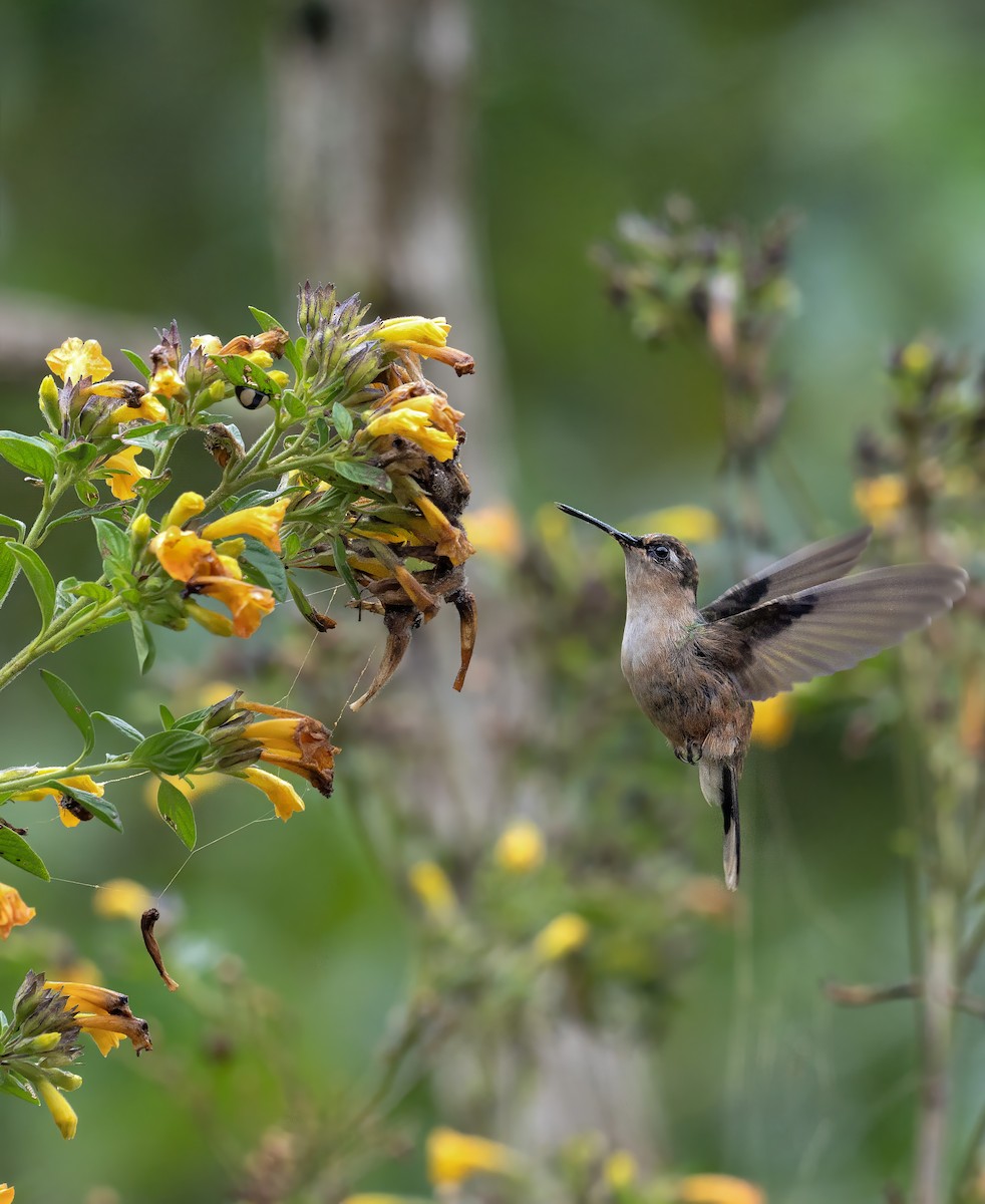 Tolima Blossomcrown - ML658335708