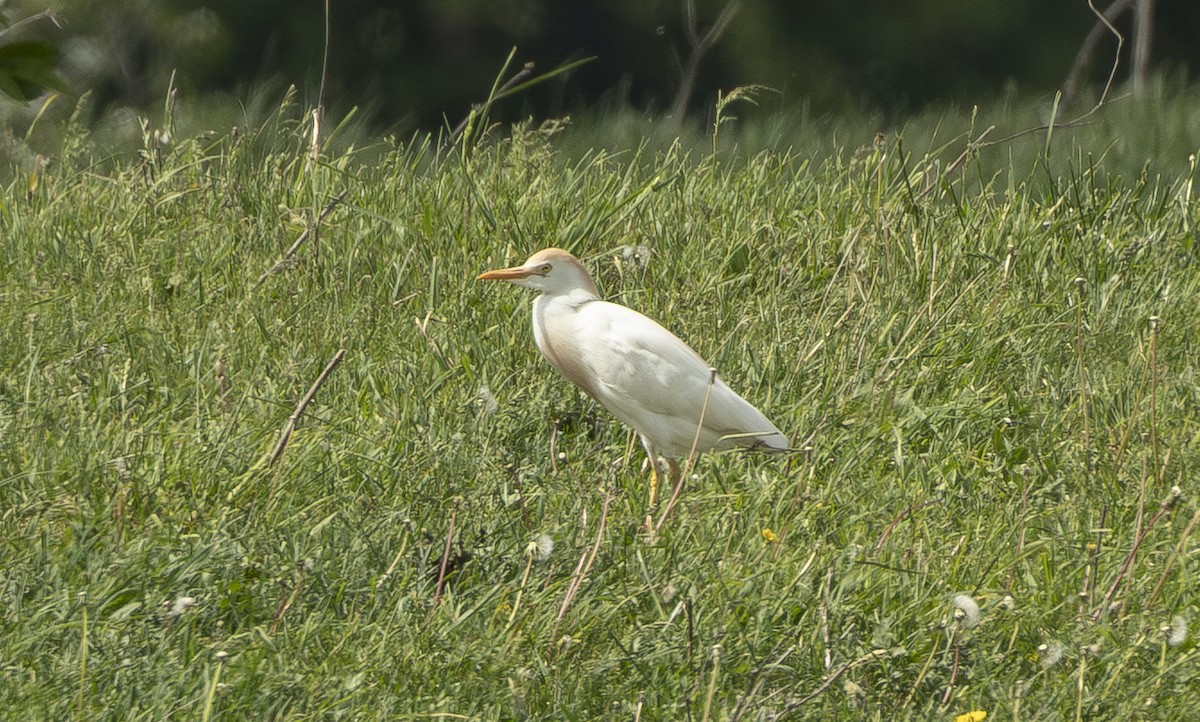 Western Cattle-Egret - ML658336430