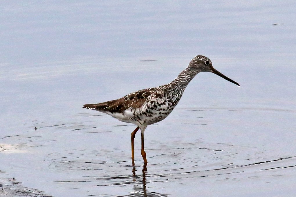 Greater Yellowlegs - ML65833891