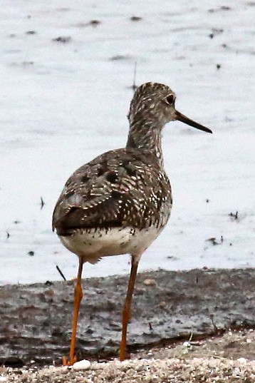 Greater Yellowlegs - ML65833911