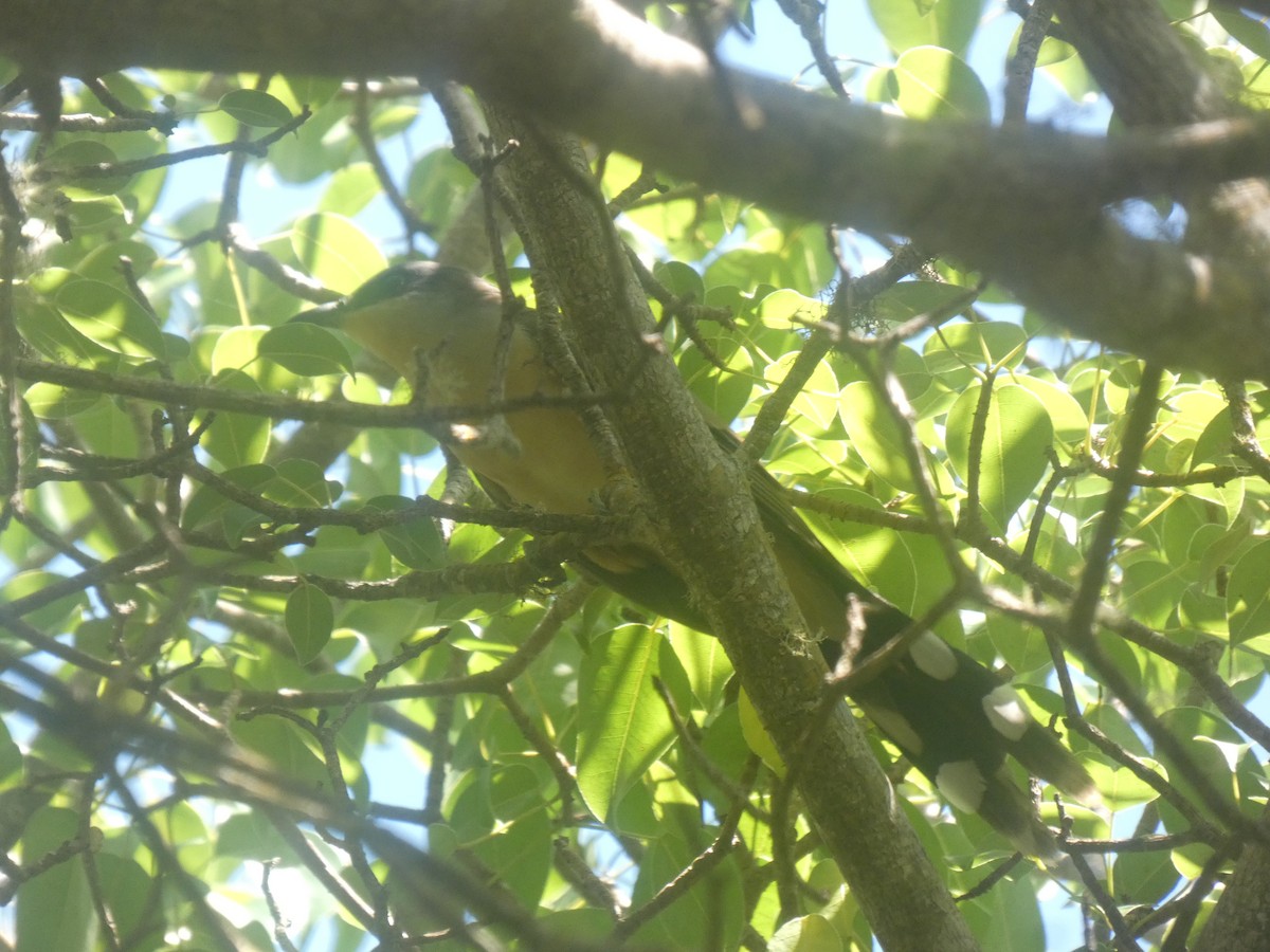 Dark-billed Cuckoo - ML658339190