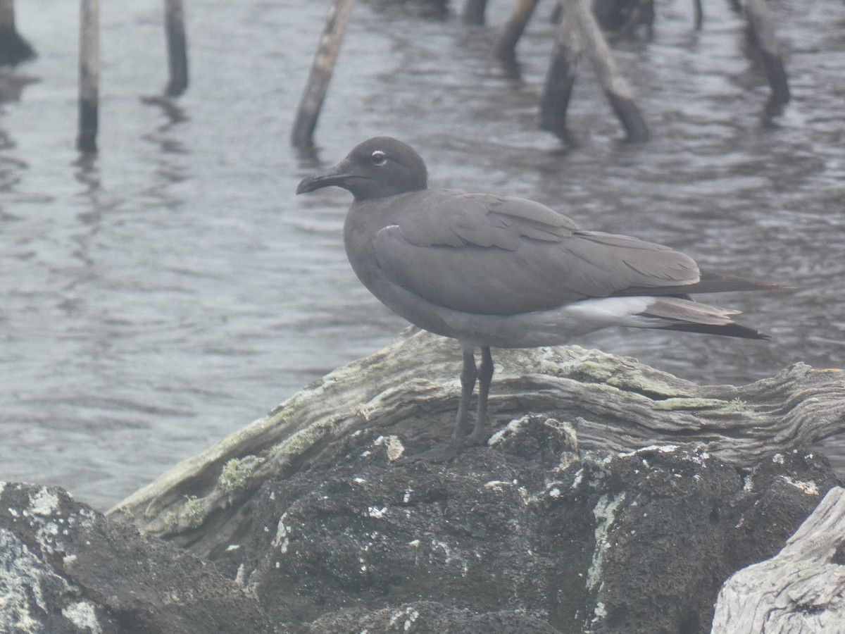 Lava Gull - ML658339209