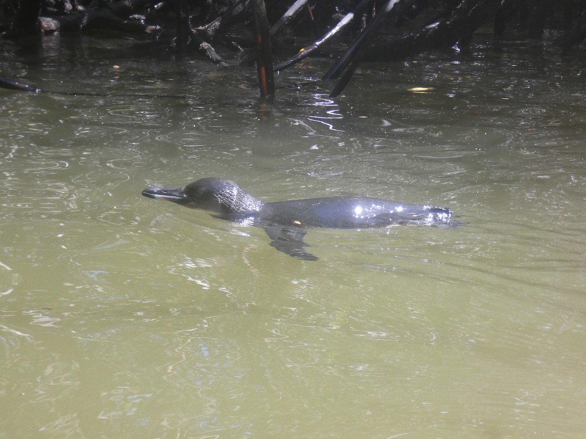Galapagos Penguin - ML658339220