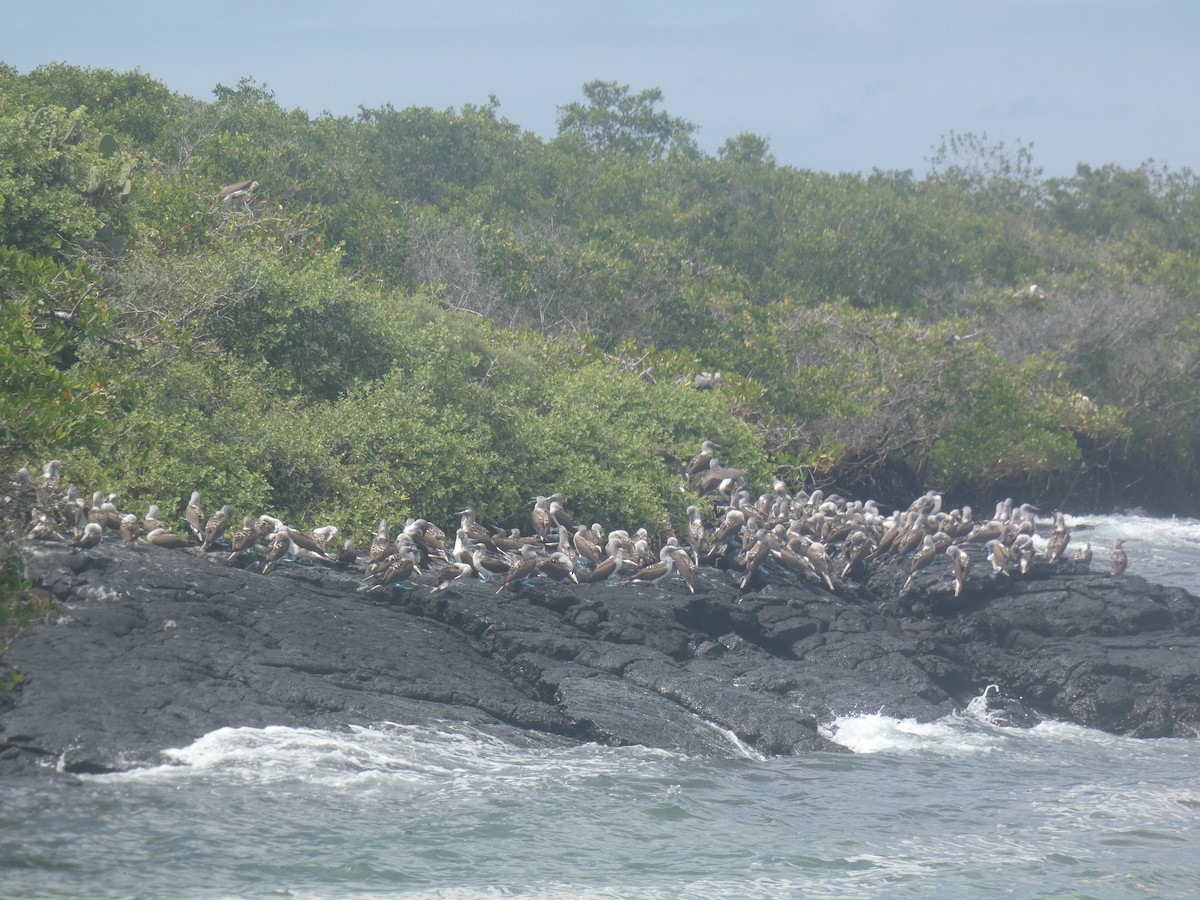 Blue-footed Booby - ML658339230