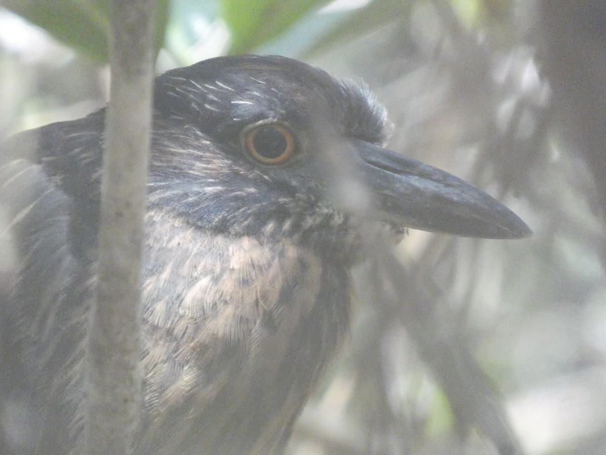 Yellow-crowned Night Heron (Galapagos) - ML658339240