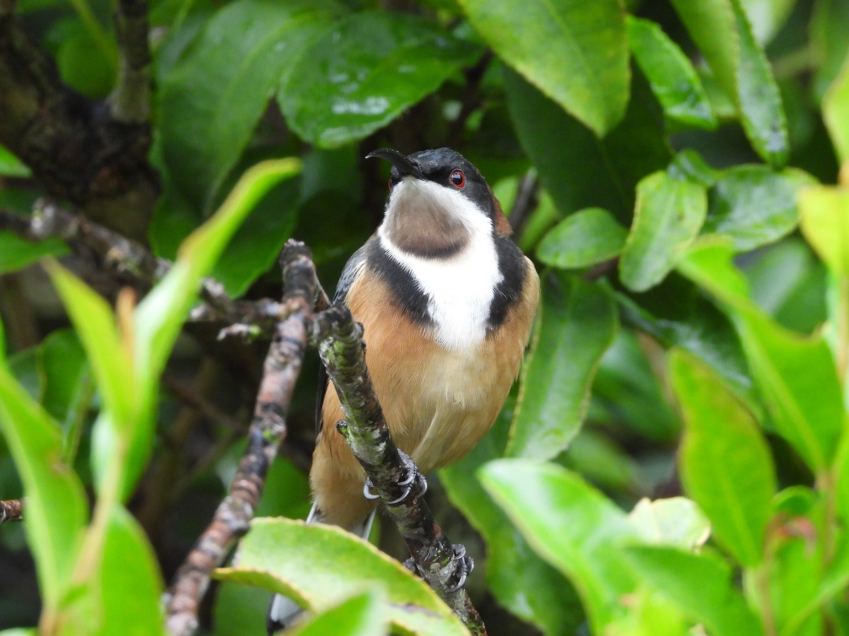 Eastern Spinebill - ML658342091