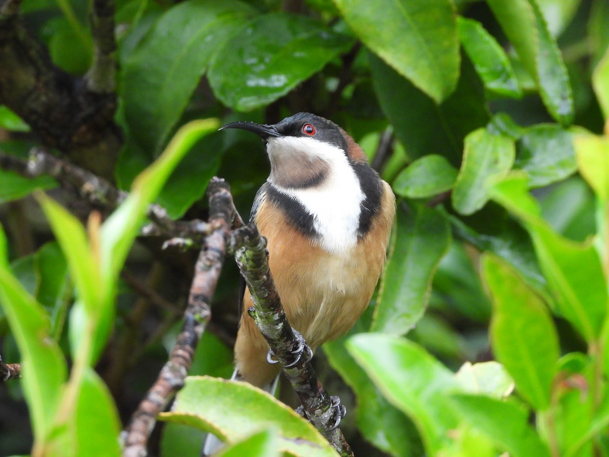 Eastern Spinebill - ML658342106