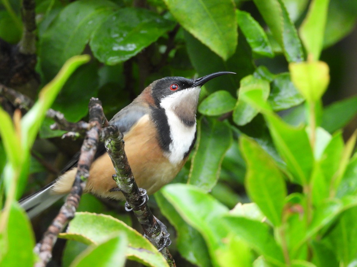 Eastern Spinebill - ML658342114