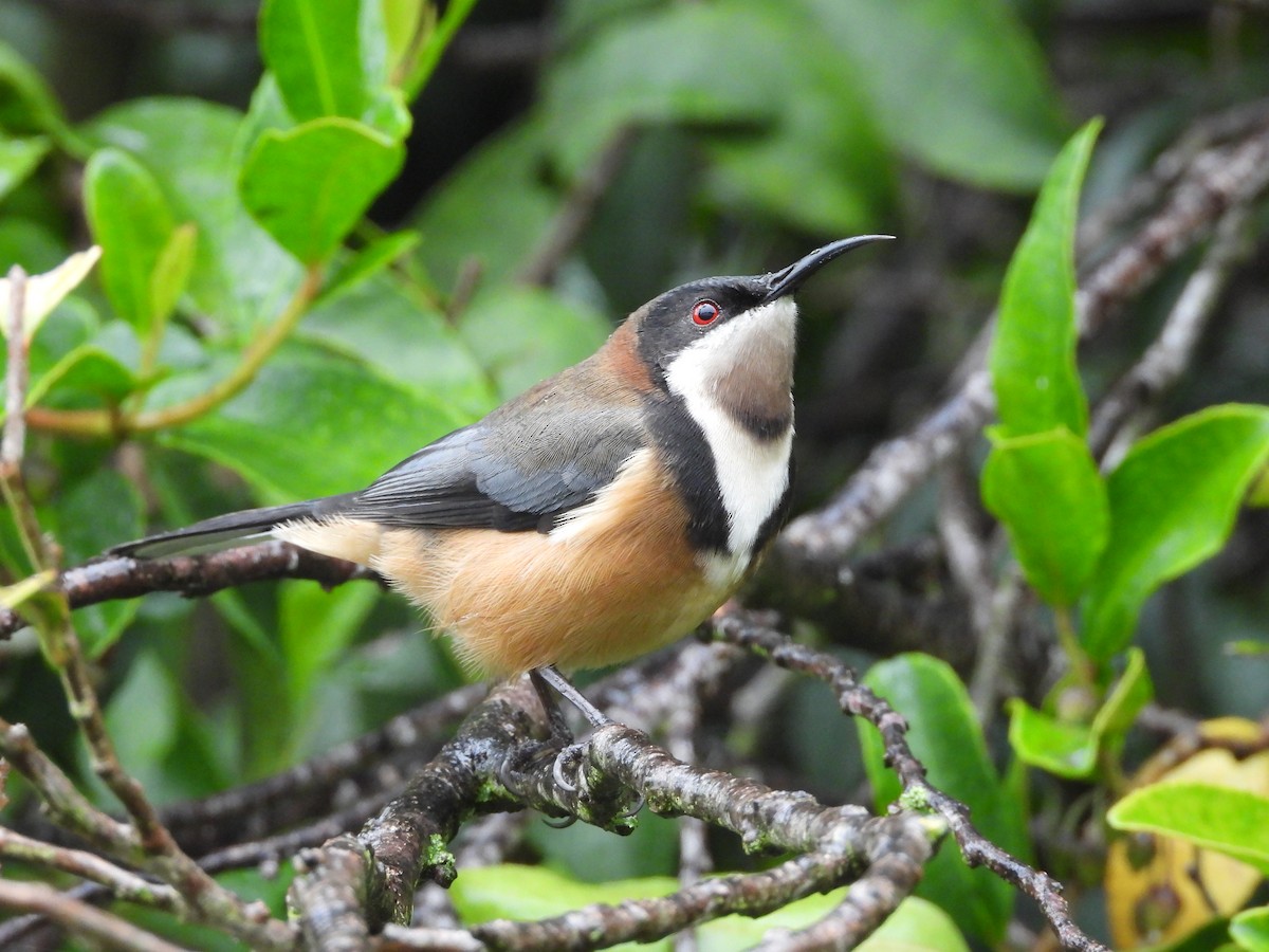 Eastern Spinebill - ML658342144