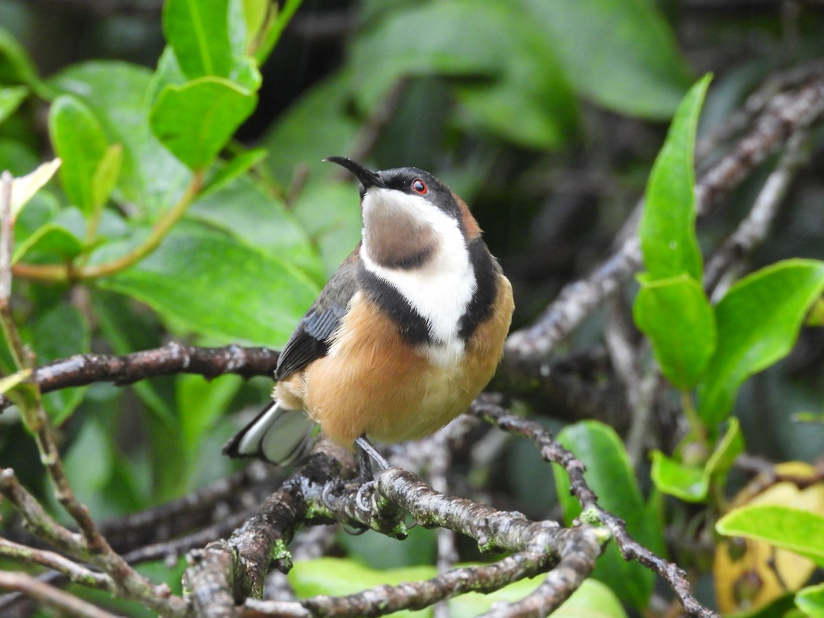 Eastern Spinebill - ML658342171