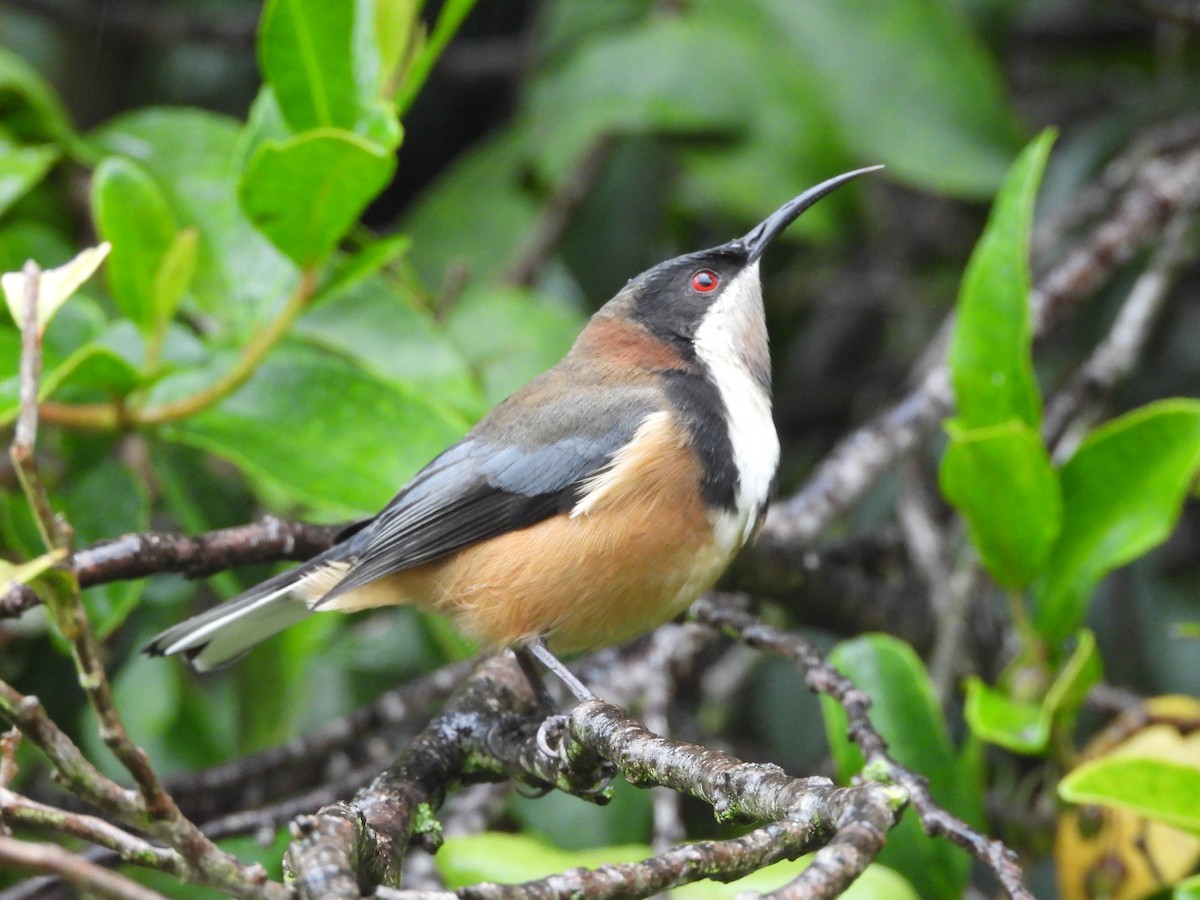 Eastern Spinebill - ML658342191
