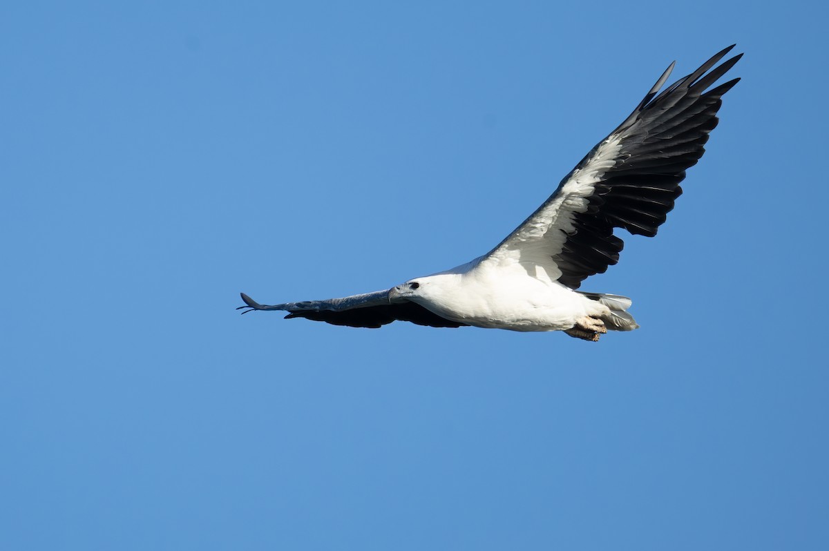 White-bellied Sea-Eagle - ML658344874