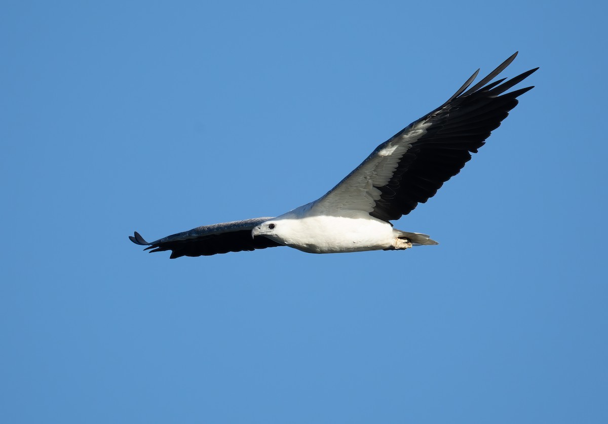 White-bellied Sea-Eagle - ML658344875