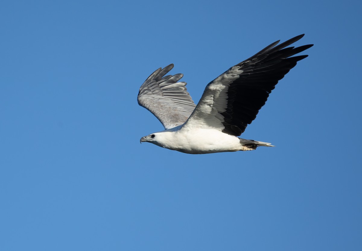 White-bellied Sea-Eagle - ML658344876