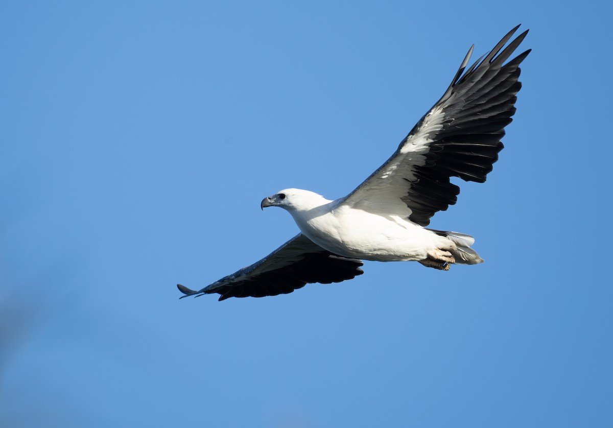 White-bellied Sea-Eagle - ML658344877