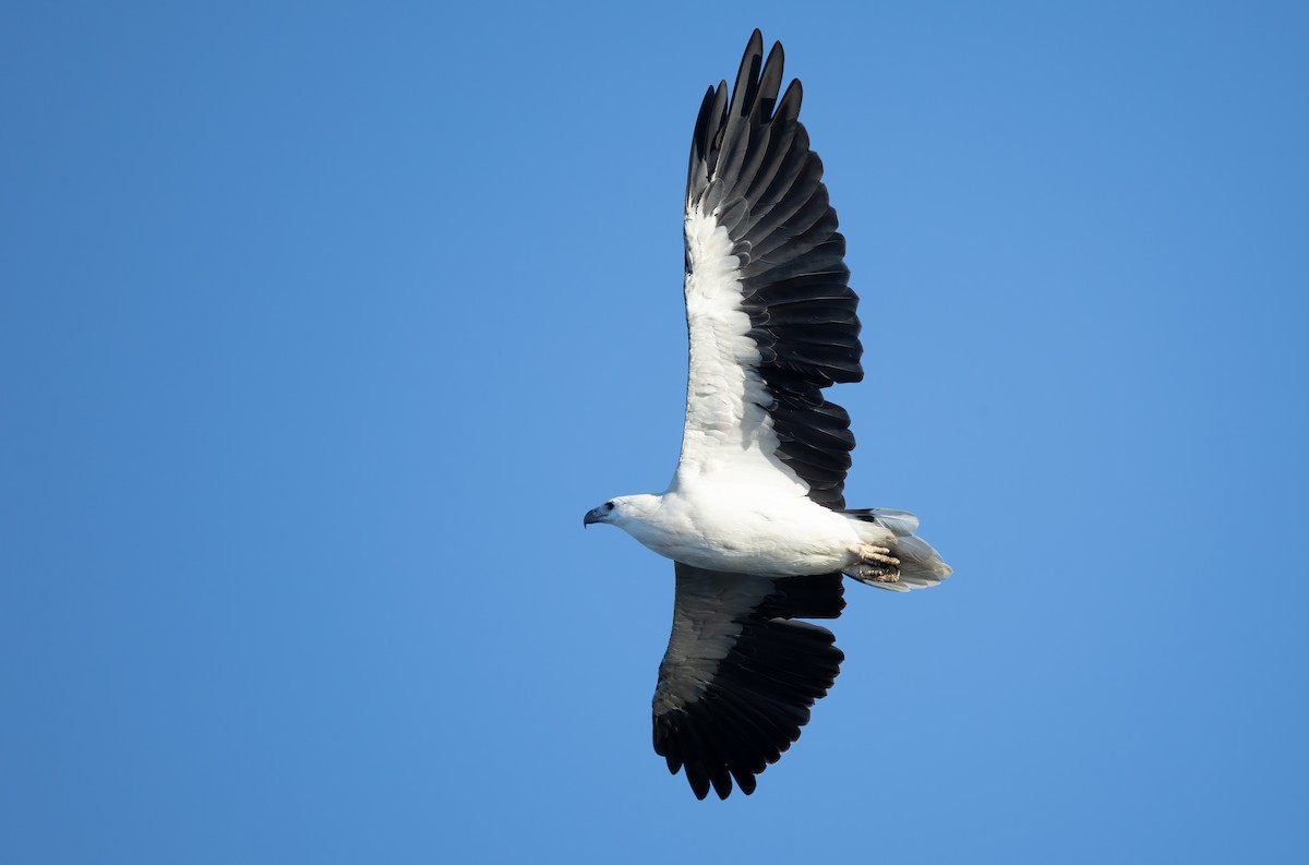 White-bellied Sea-Eagle - ML658344878