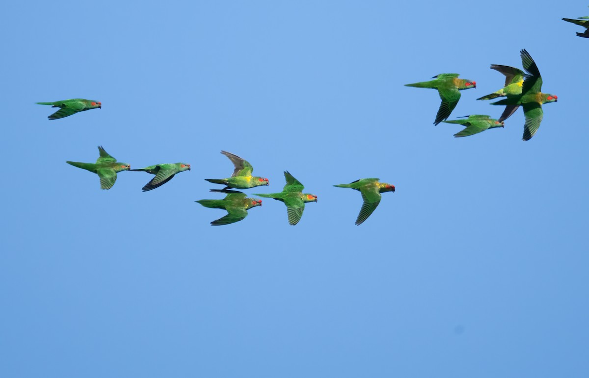 Musk Lorikeet - ML658345028
