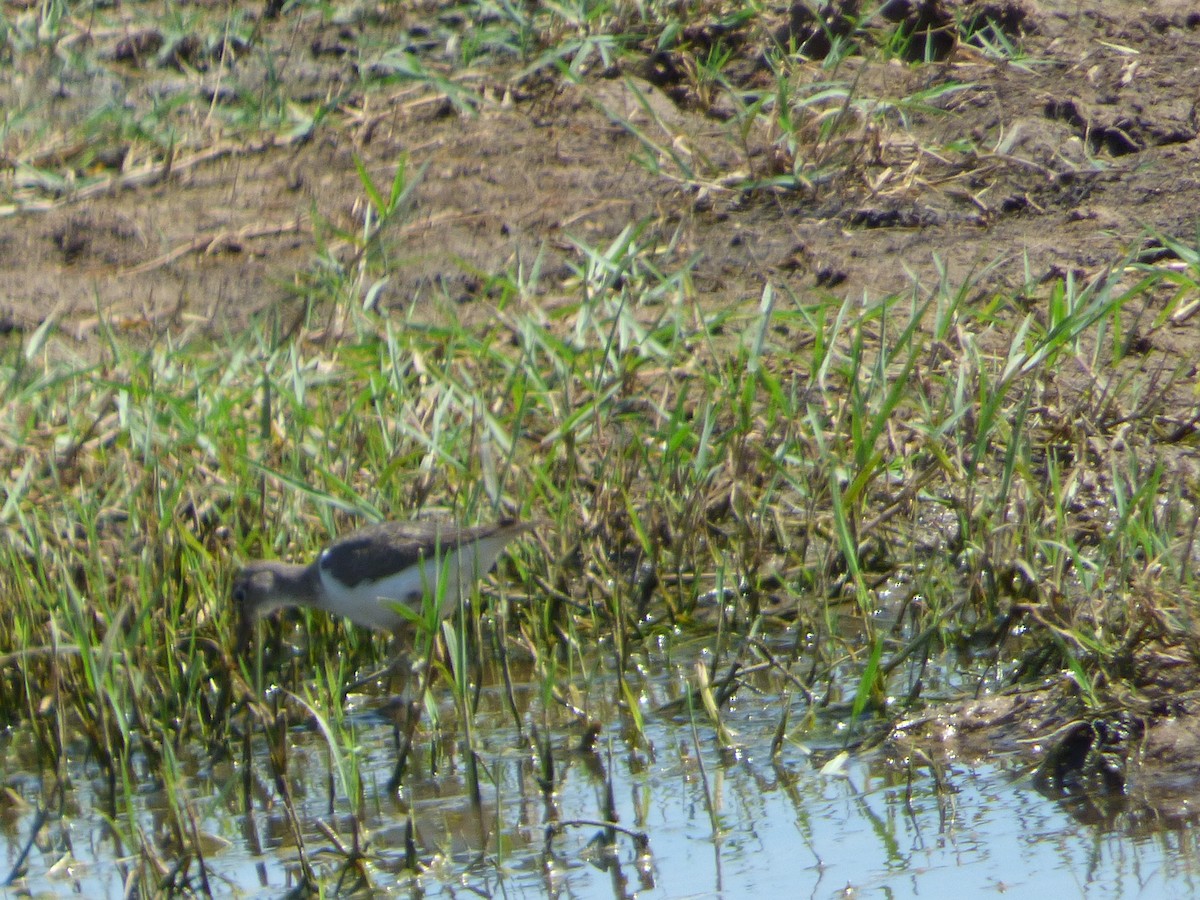 Common Sandpiper - ML65834641