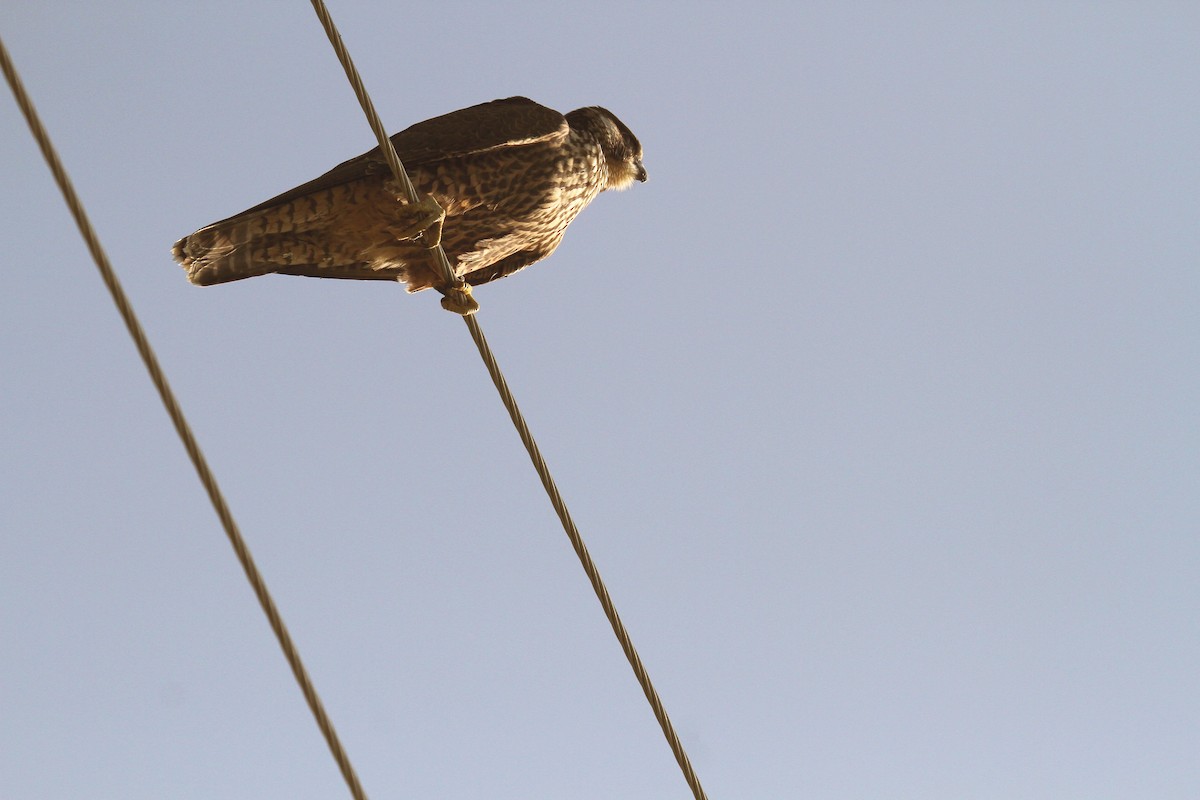 Halcón Peregrino - ML65834721