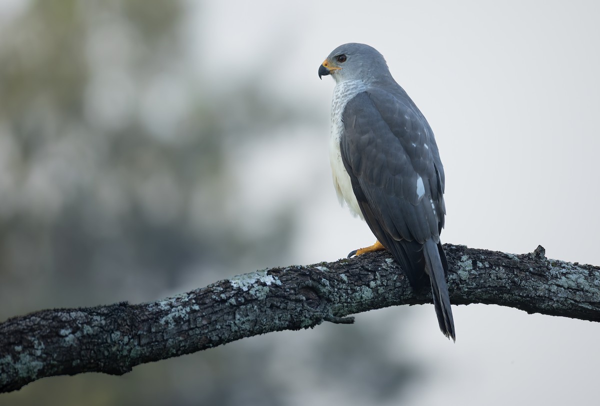 Gray Goshawk - ML658347372