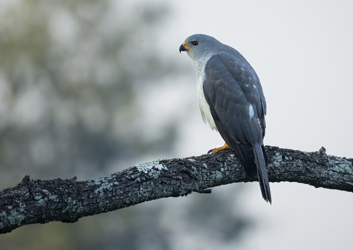 Gray Goshawk - ML658347373