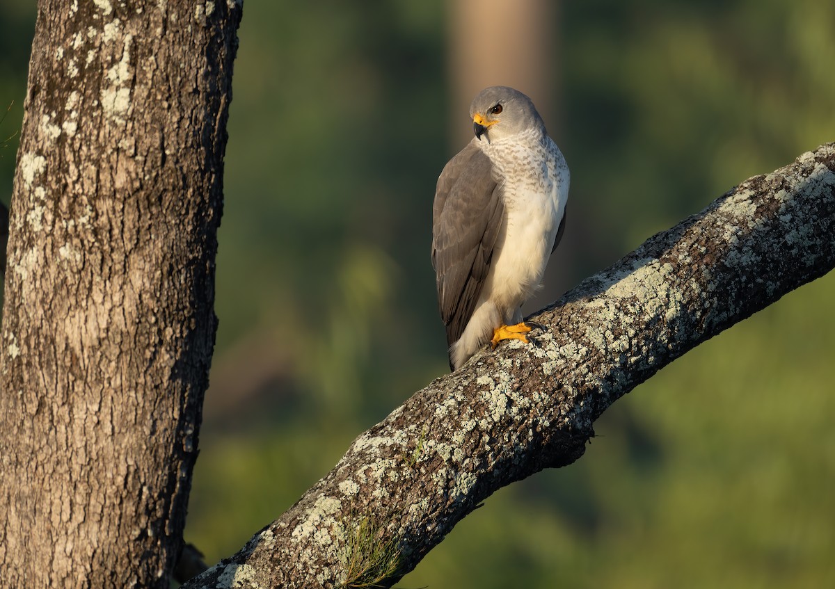 Gray Goshawk - ML658347374