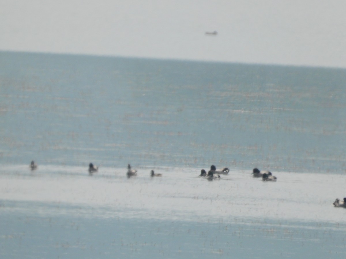 Falcated Duck - ML658348399
