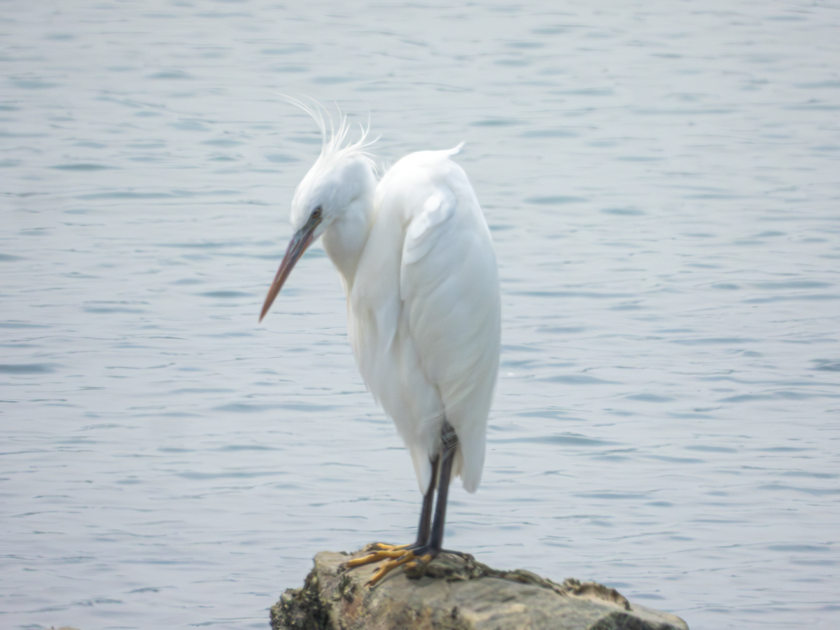Chinese Egret - ML658348442