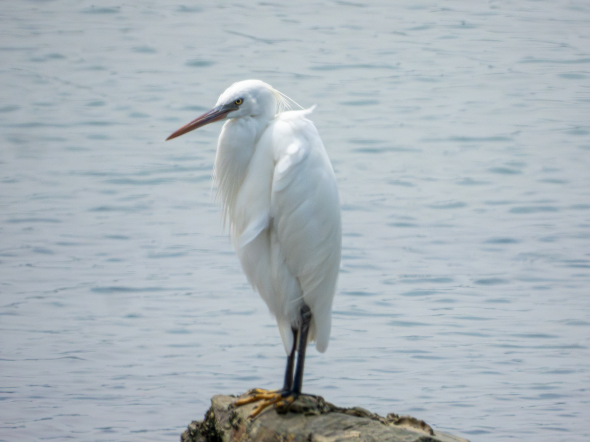 Chinese Egret - ML658348443
