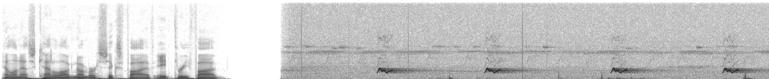 Helmlederkopf (novaeguineae) - ML65835