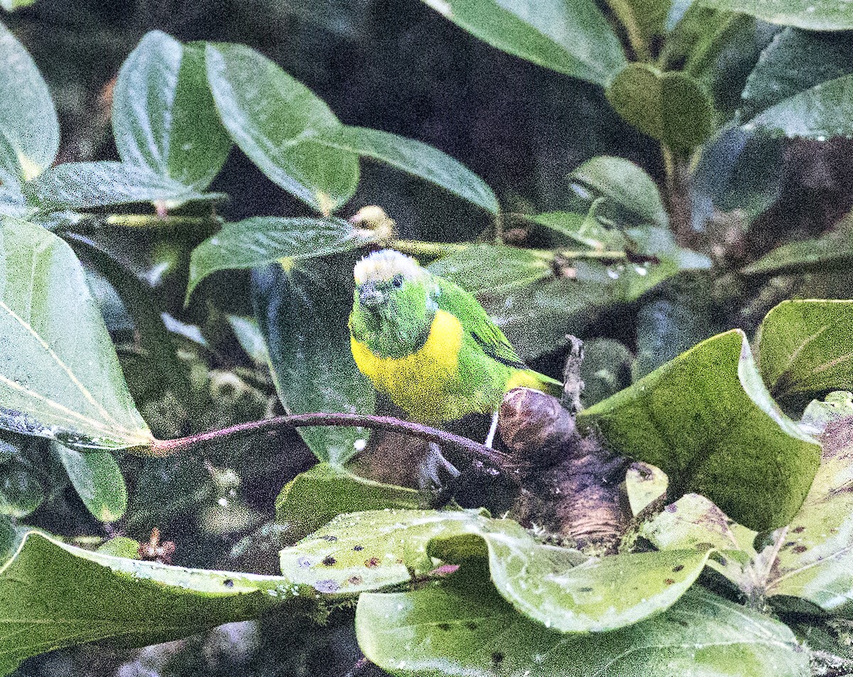 Golden-browed Chlorophonia - Anonymous