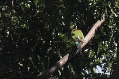 Hooded Parrot - ML658353933