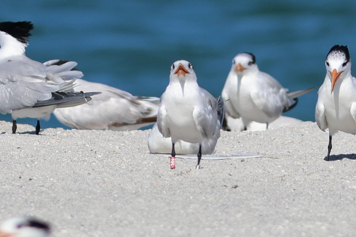 Royal Tern - ML658355006