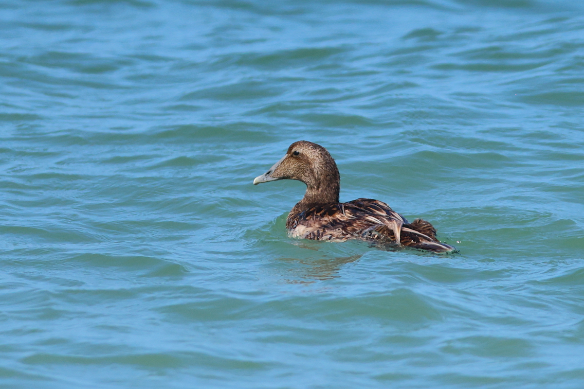 Common Eider - ML658355020