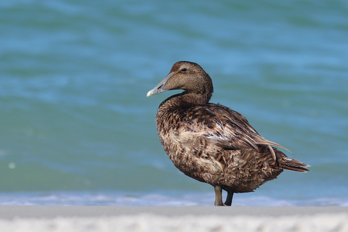 Common Eider - ML658355021