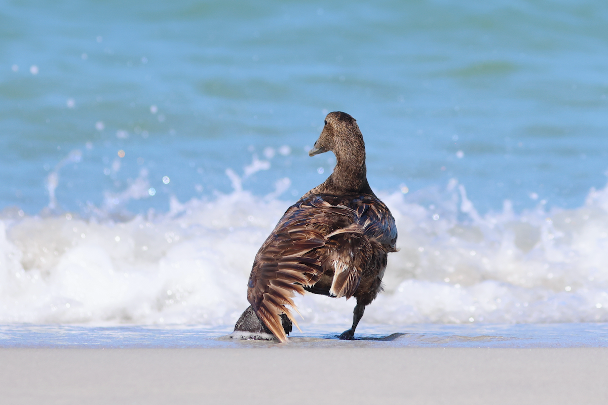 Common Eider - ML658355022