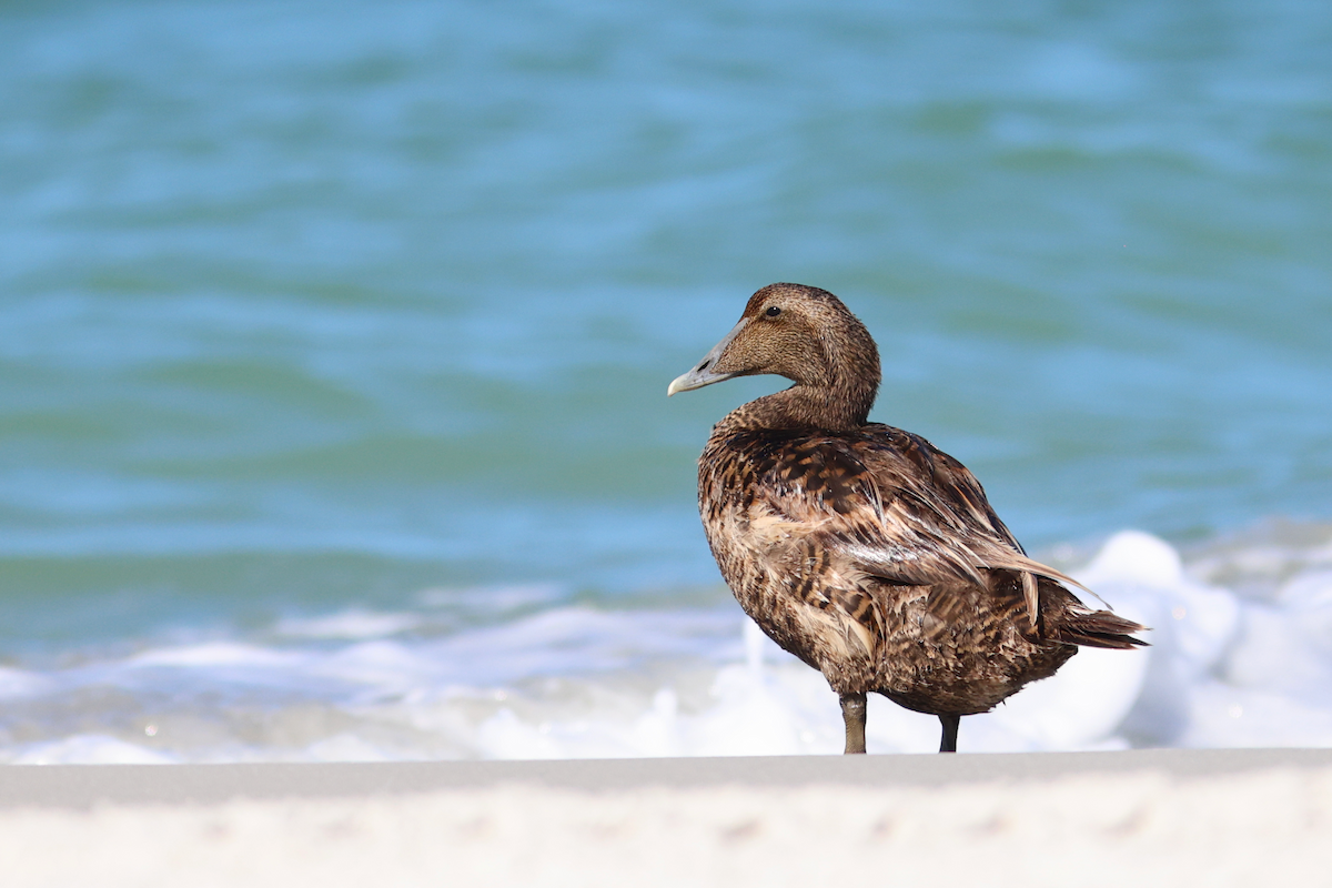Common Eider - ML658355023