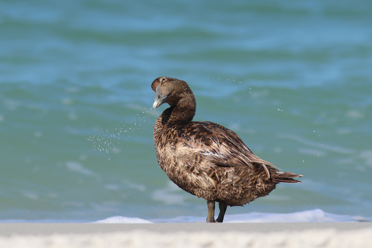 Common Eider - ML658355024