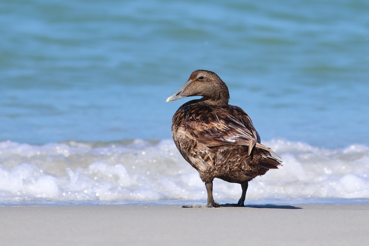 Common Eider - ML658355025
