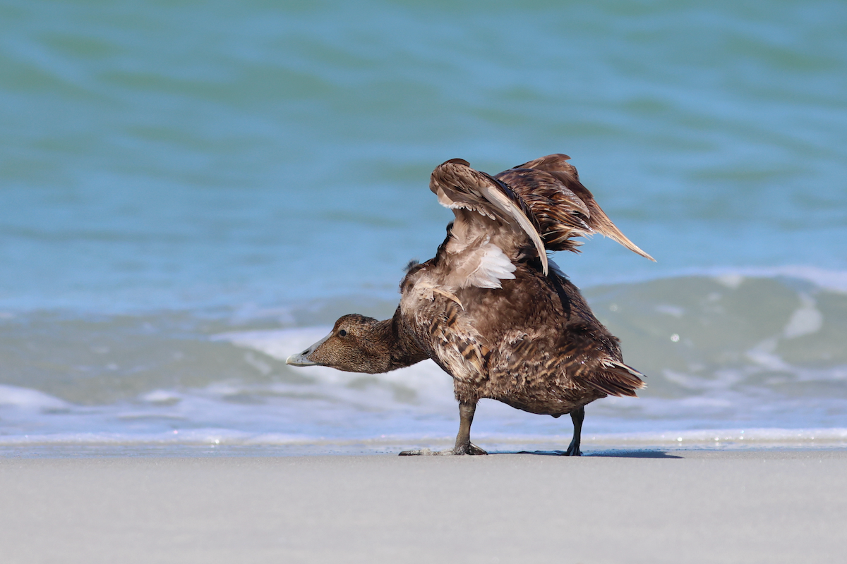 Common Eider - ML658355026