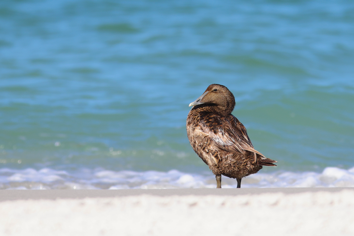 Common Eider - ML658355027