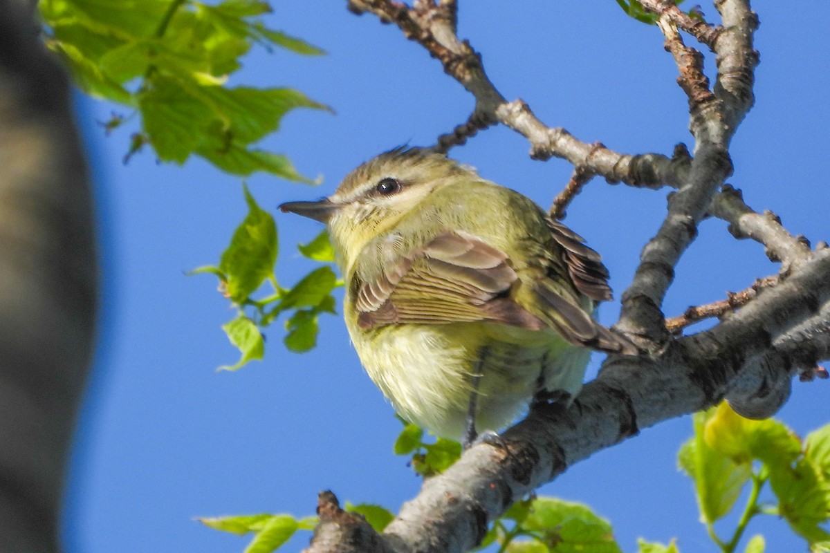 vireo sp. - ML658357287