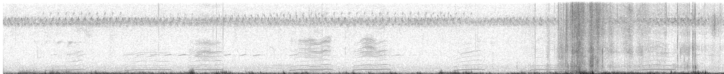 plystreskjære (hypoleuca) - ML658357899