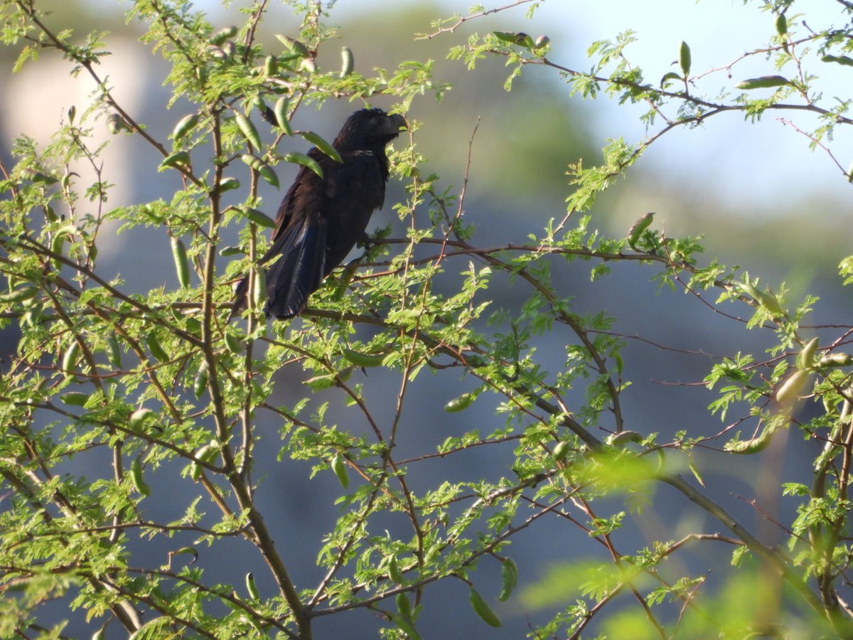 Groove-billed Ani - ML658358474