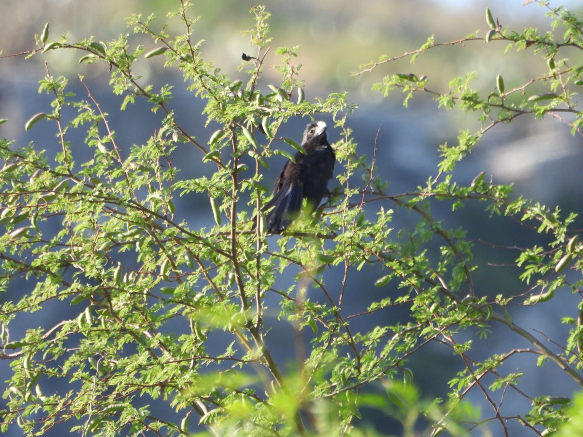 Groove-billed Ani - ML658358475
