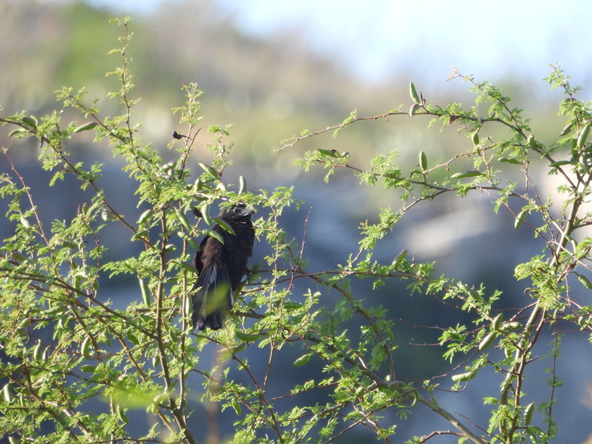 Groove-billed Ani - ML658358476